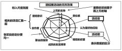 QC七大工具之雷達(dá)圖